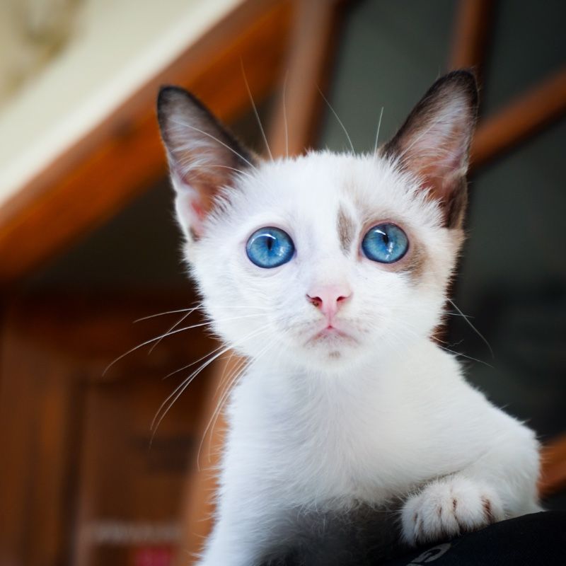 A white cat with blue eyes is looking at the camera