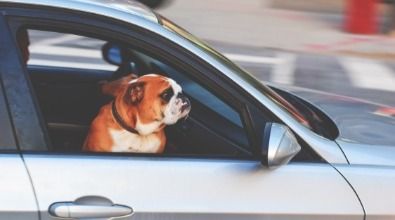 A bulldog is sitting in the driver 's seat of a car.