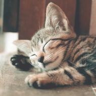 A kitten is sleeping on the floor with its eyes closed.