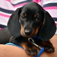 A black and brown dachshund puppy is laying on a person 's lap.