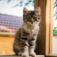 A kitten is sitting on a window sill and looking at the camera.