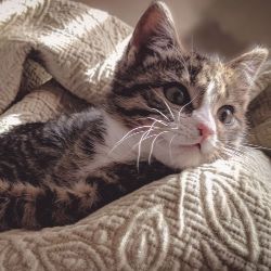 A kitten is laying on a couch under a blanket.