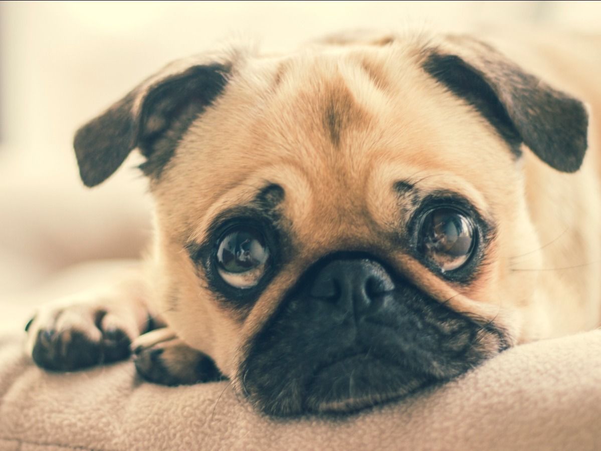 A pug dog is laying on a couch and looking at the camera.
