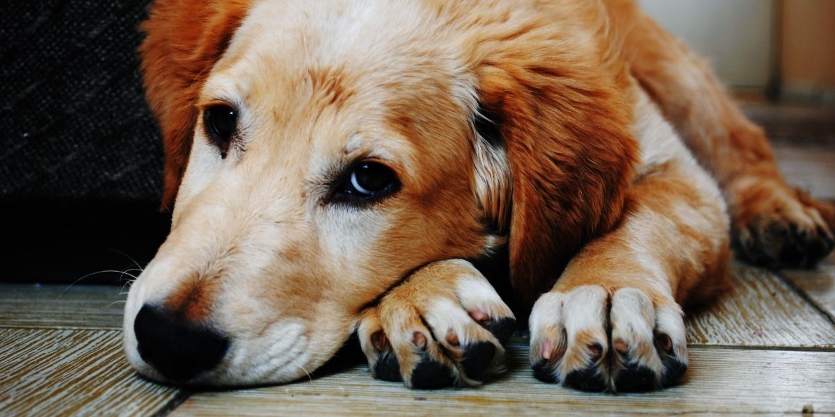 A dog is laying on the floor with its head on its paws.