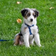 A puppy is sitting in the grass on a leash.