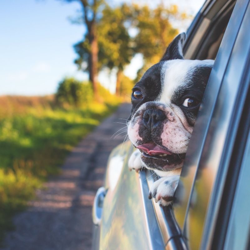 A black and white dog sticking its head out of a car window