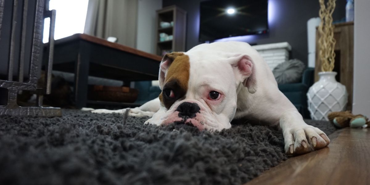 A white and brown dog is laying on a rug in a living room.