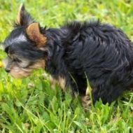 A small dog is sniffing a flower in the grass.