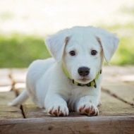 A white puppy is laying on a wooden table and looking at the camera.