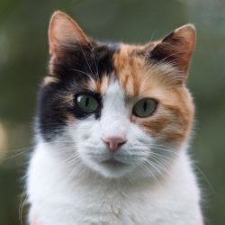 A calico cat with green eyes is looking at the camera.