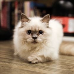 A white cat is laying on a wooden floor and looking at the camera.