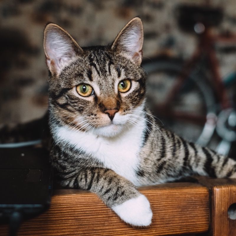 A cat is laying on a wooden chair and looking at the camera.