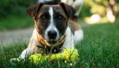A dog is laying in the grass with a toy in its mouth.