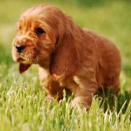 A cocker spaniel puppy is walking in the grass.