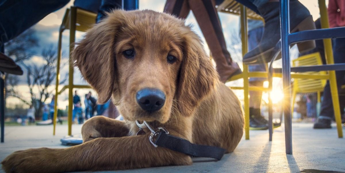 A brown dog is laying on the ground under a table.