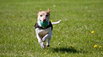 A dog is running with a ball in its mouth.
