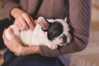 A woman is holding a french bulldog puppy in her arms.