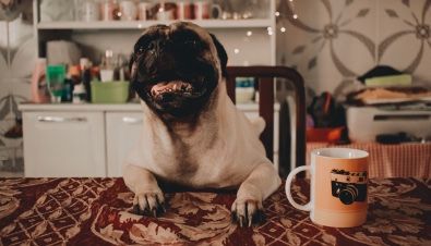 A pug dog is sitting at a table with a cup of coffee.