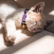 A kitten wearing a purple collar is sleeping on the floor.