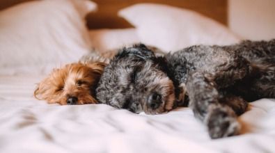 Two dogs are sleeping on a bed with white sheets.