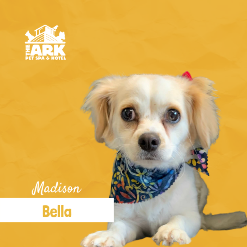 A small white dog with a bandana around its neck is named madison bella