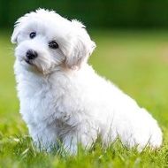 A small white dog is sitting in the grass looking at the camera.