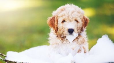 A puppy is sitting in a bucket of foam.