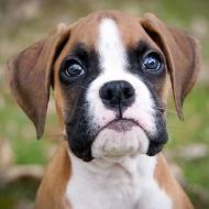 A brown and white boxer puppy is looking at the camera.