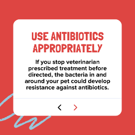 Use antibiotics appropriately if you stop veterinarian prescribed treatment before directed