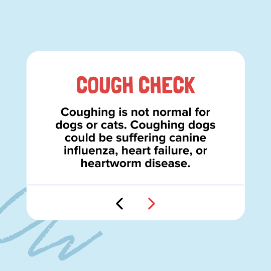 Coughing is not normal for dogs or cats coughing dogs could be suffering canine influenza heart failure or heartworm disease