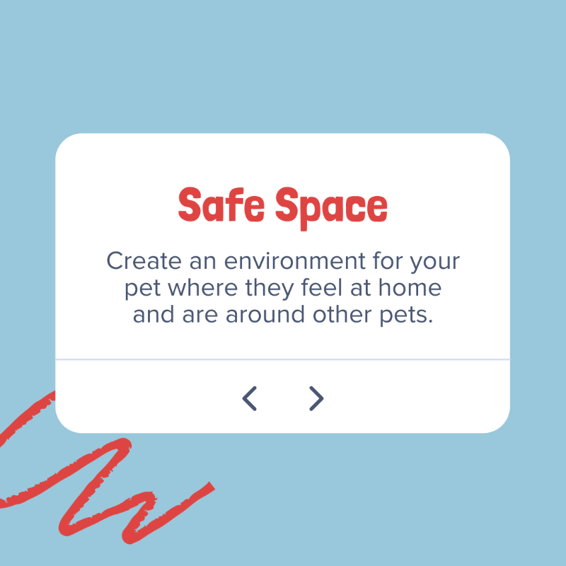A message that says safe space create an environment for your pet where they feel at home and are around other pets