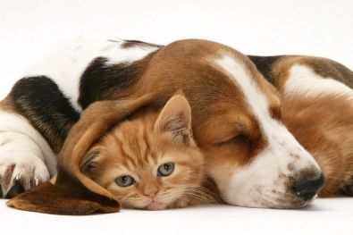 A dog and a kitten are laying next to each other.
