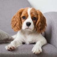 A brown and white dog is laying on a couch.