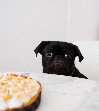 A black pug dog looking at a cake on a table
