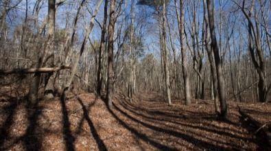A path in the woods with trees without leaves and shadows on the ground.
