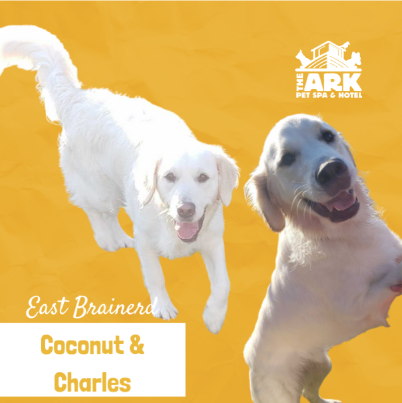 Two white dogs are standing next to each other with the words east brainerd coconut & charles below them