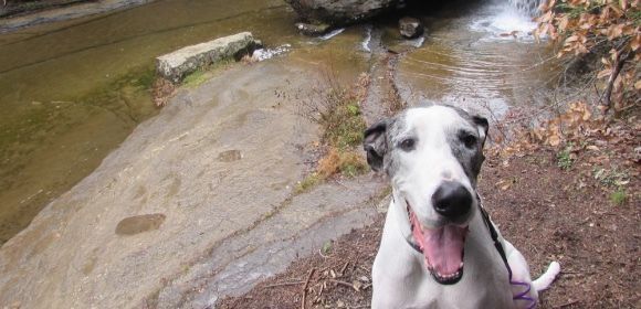 A black and white dog is sitting next to a river.