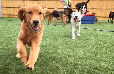 A group of dogs are running on a lush green field.
