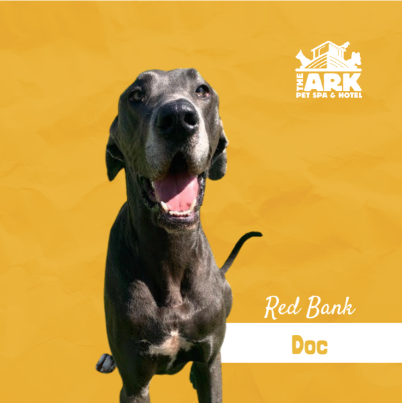 A dog named red bank is standing on a yellow background