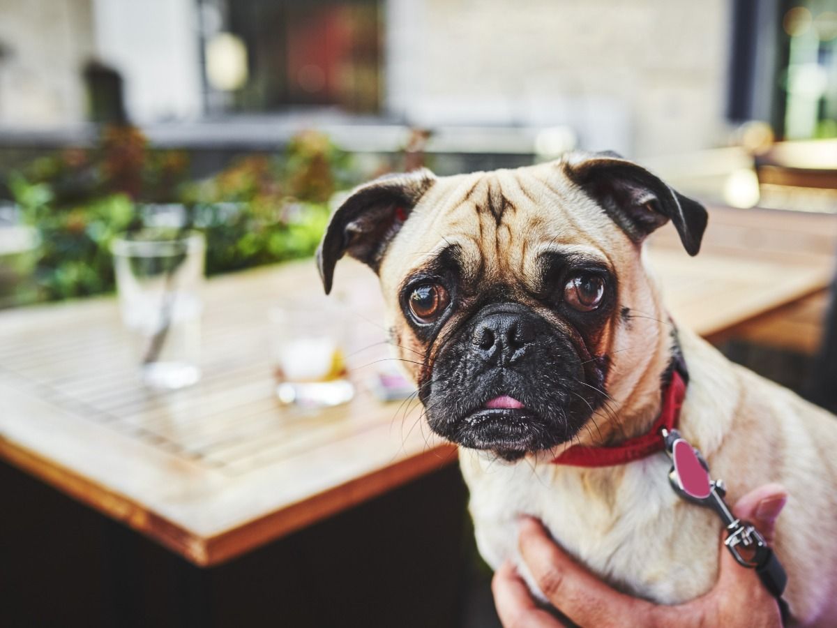 A person is holding a pug dog in their arms in front of a table.