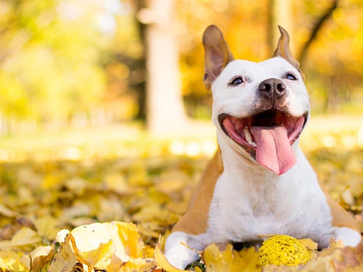 A brown and white dog is laying in a pile of leaves with its tongue hanging out.