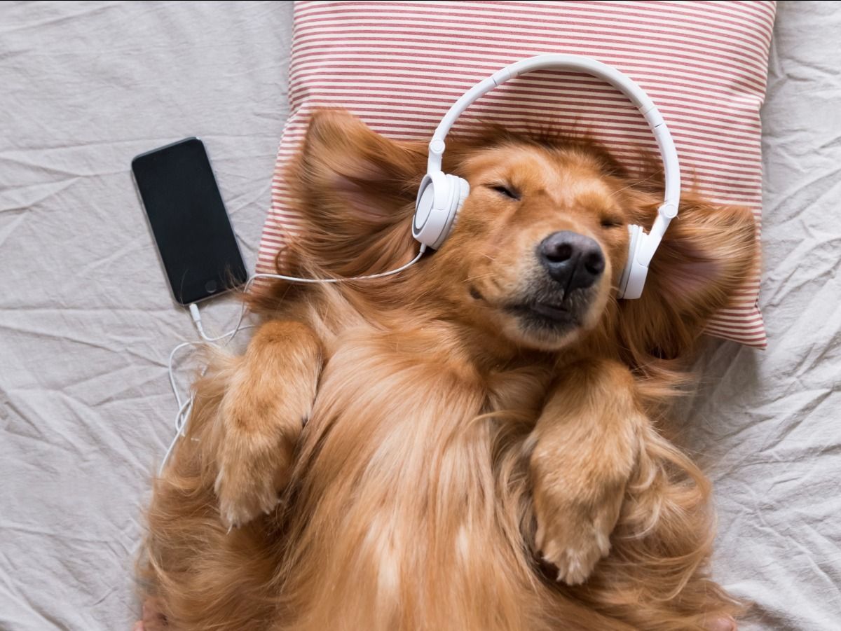A dog wearing headphones is laying on a bed next to a cell phone.