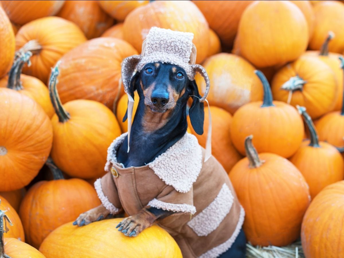 A dachshund is sitting on a pumpkin in front of a pile of pumpkins.