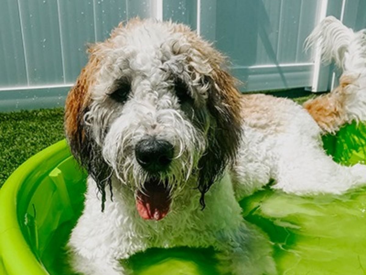 A brown and white dog is swimming in a green pool.
