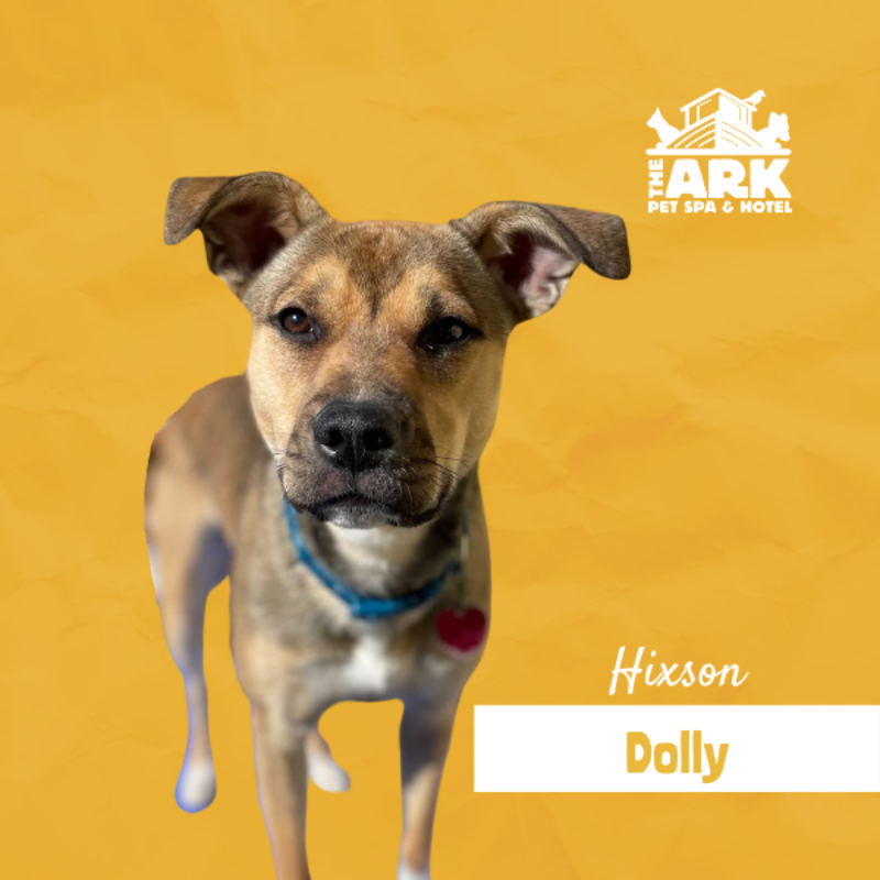 A dog named dolly is standing on a yellow background