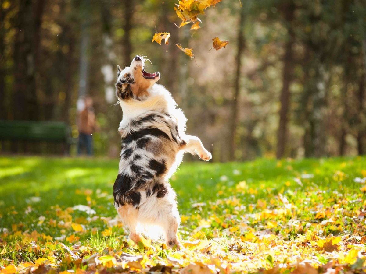 A dog is jumping in the air to catch leaves in the air.