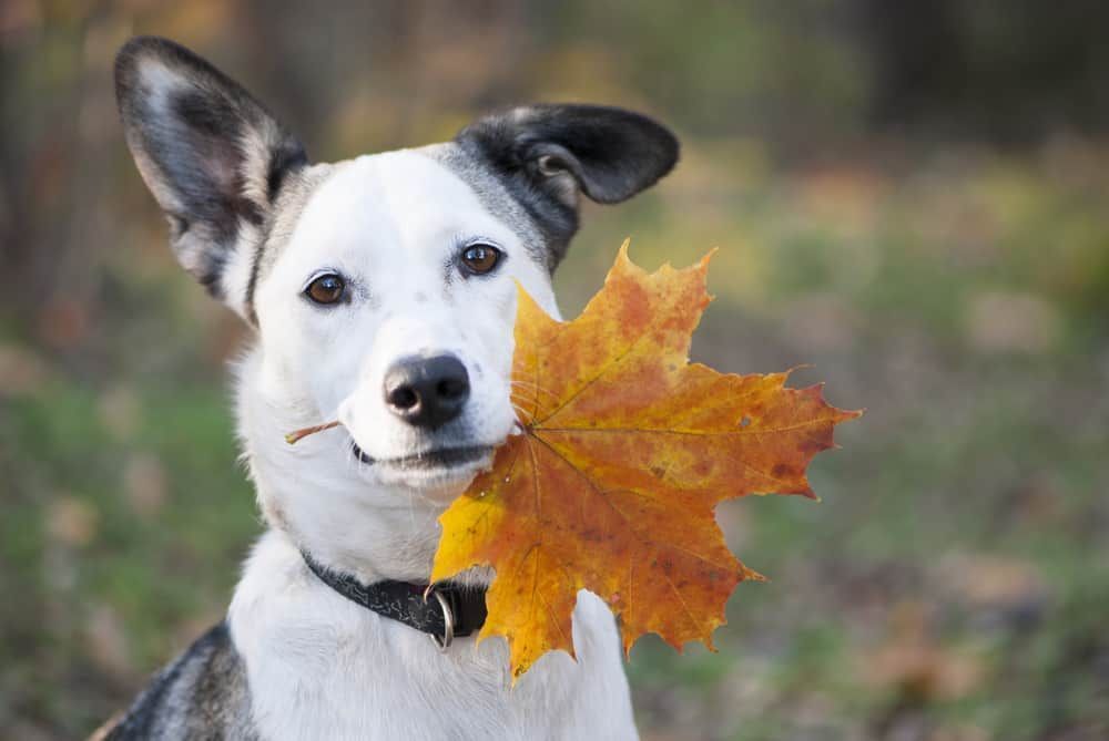 A black and white dog is holding a maple leaf in its mouth.