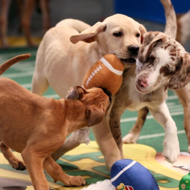 Three puppies are playing with a football on a field