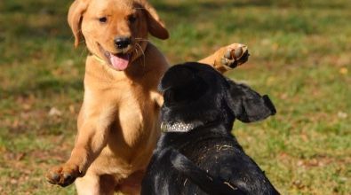 Two puppies are playing with each other in the grass.