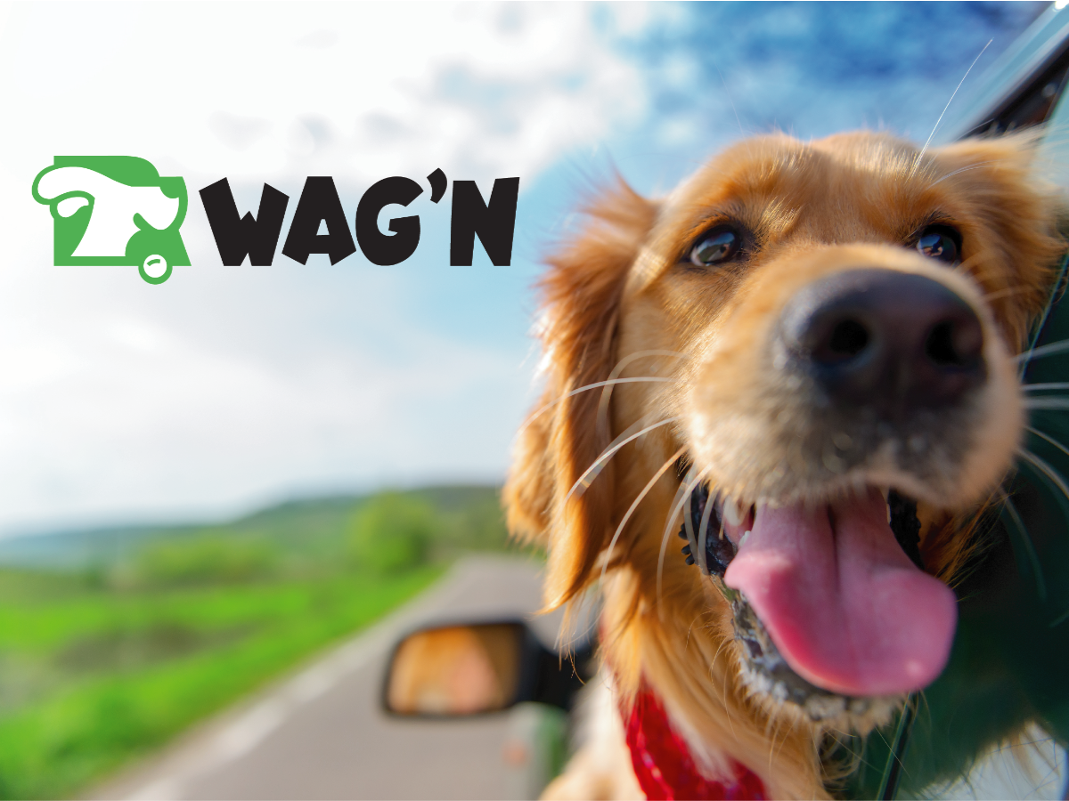 A dog sticking its tongue out of the window of a car